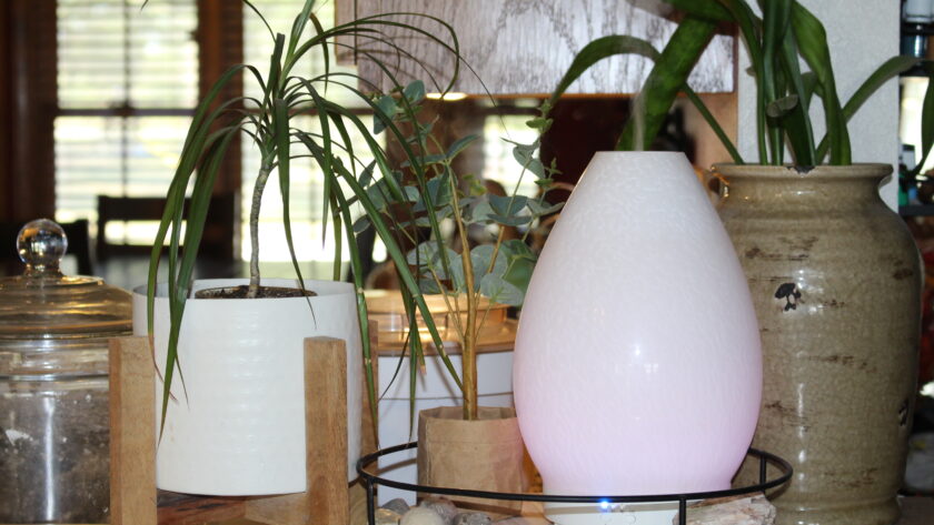 Lustre Diffuser on Counter with plants around and window in background