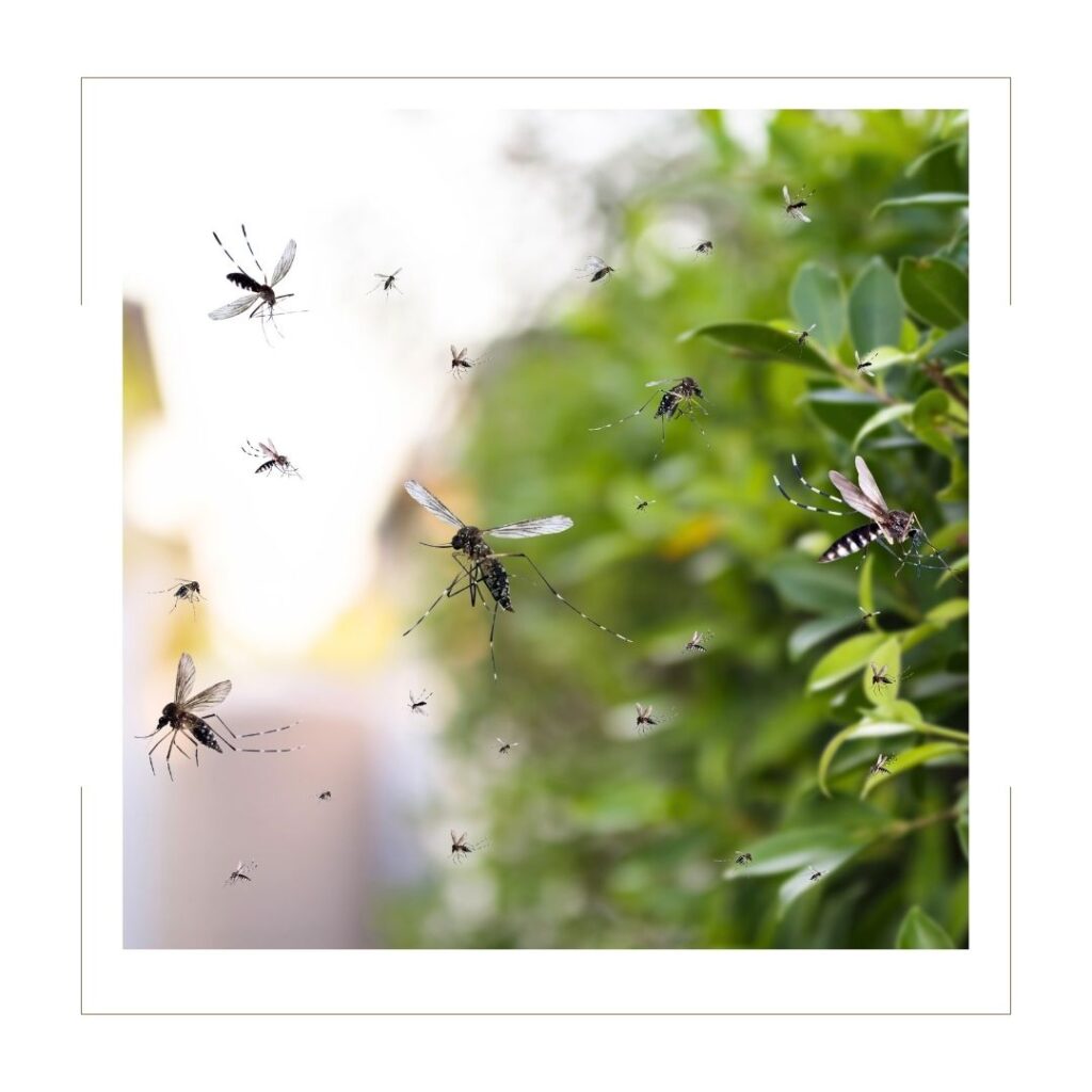 Mosquitos flying by a plant