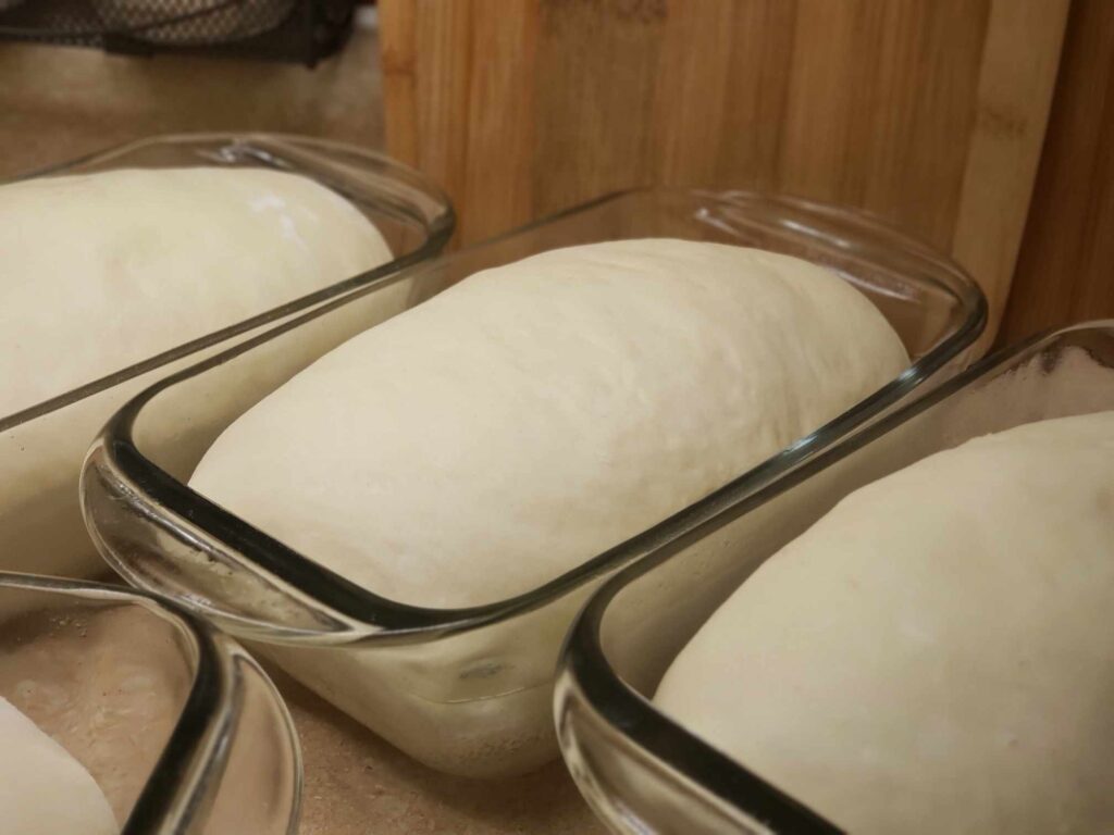 Loaf Pan Rise of Sandwich Bread