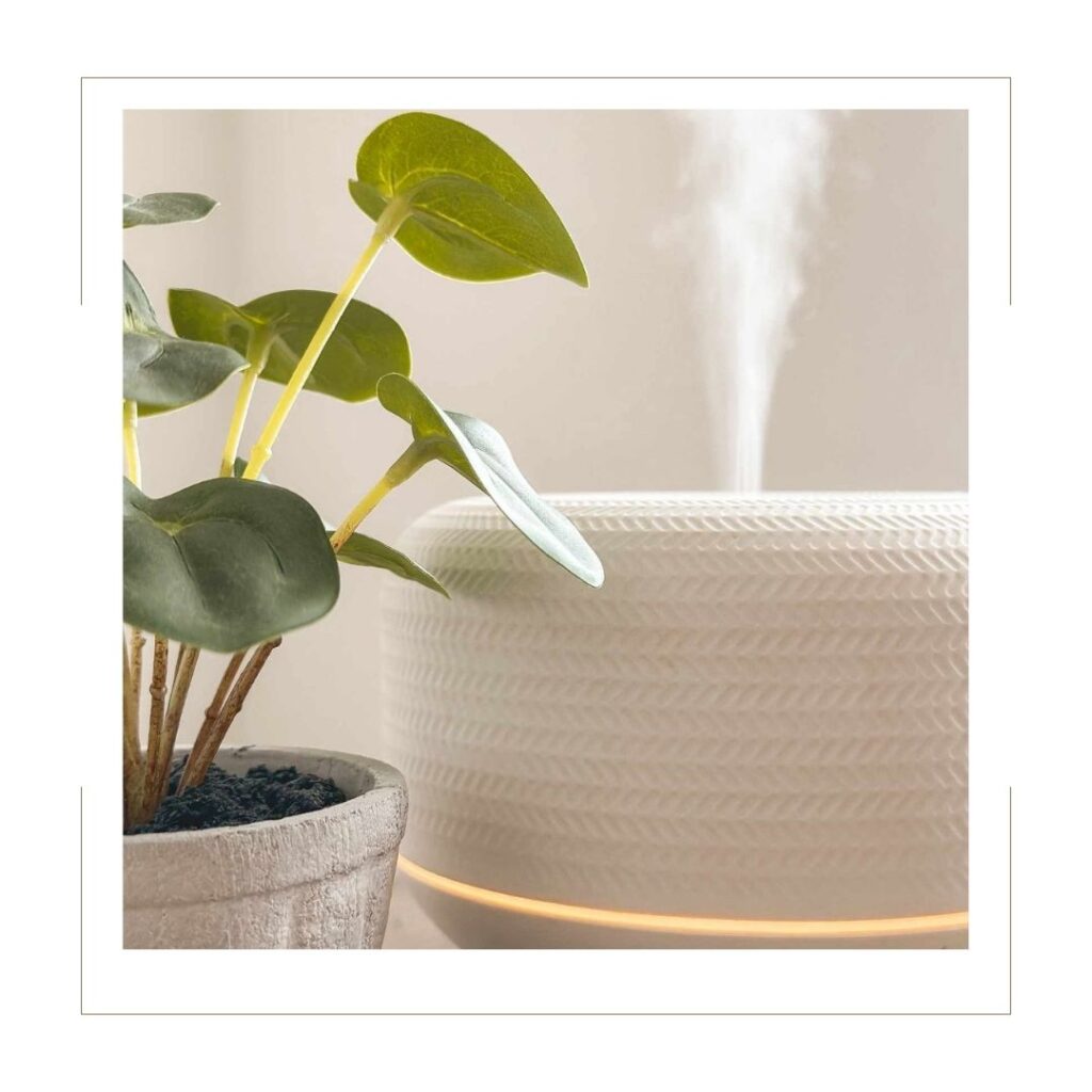 Diffuser with diffuser spray and plant