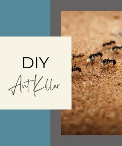 Main Image for Ant Killer