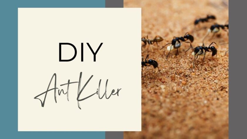 Main Image for Ant Killer
