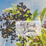 Main Image for The Benefits of Elderberries