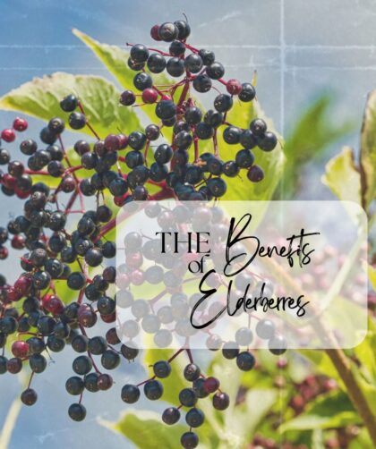Main Image for The Benefits of Elderberries