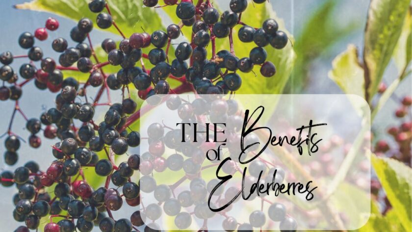 Main Image for The Benefits of Elderberries