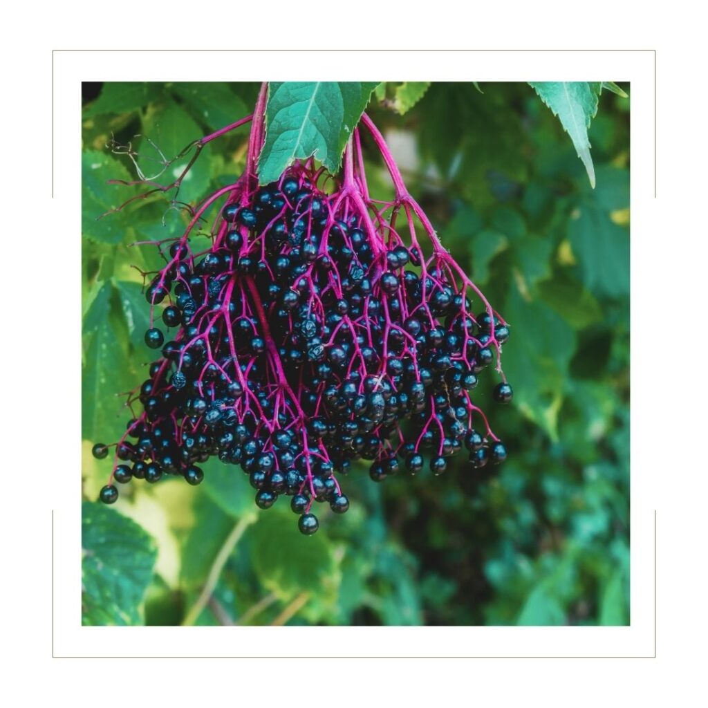 Bunch of Elderberries hanging on their bush