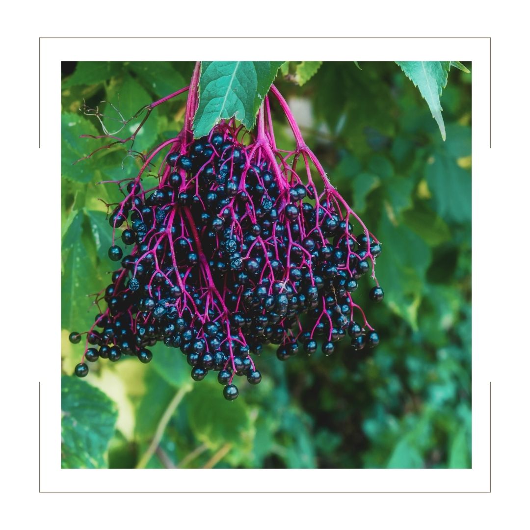 The Benefits of Elderberries - Naturally Chaotic