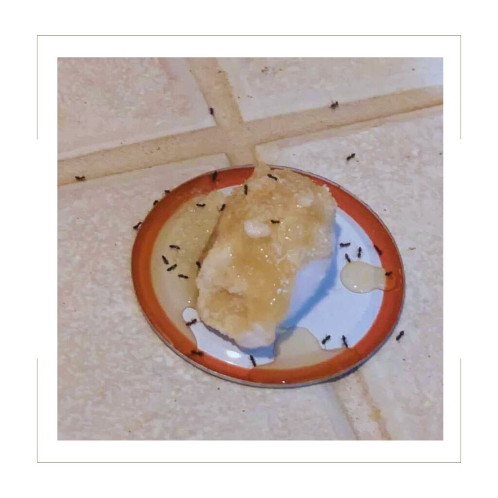 Ants and Ant Killer on cotton Ball on floor