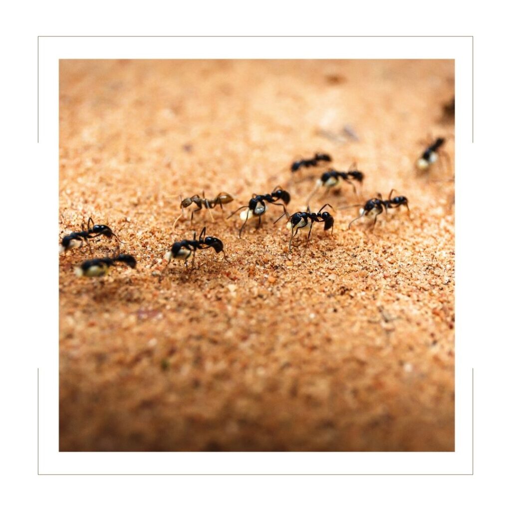 Ants crawling on ground