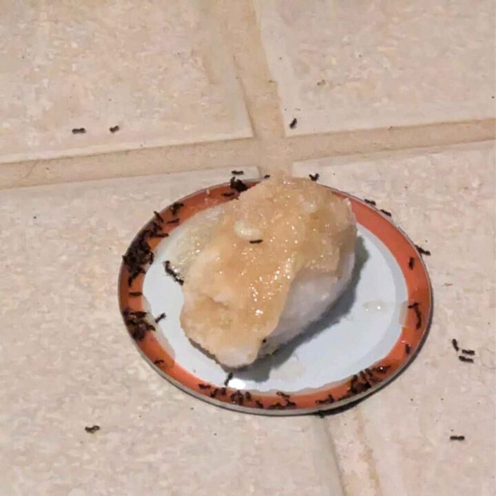 Ant Killer on Cotton Ball on floor
